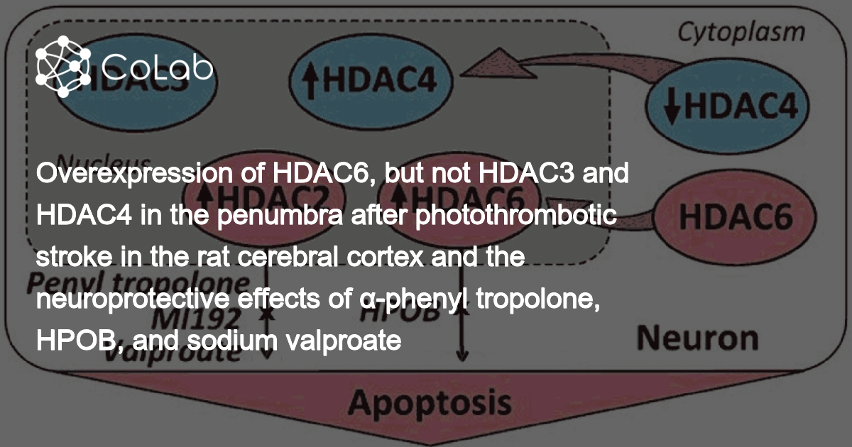 Overexpression Of HDAC6 But Not HDAC3 And HDAC4 In The Penumbra After