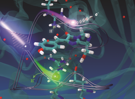Молекулярные механизмы функционирования фотоактивных биосистем