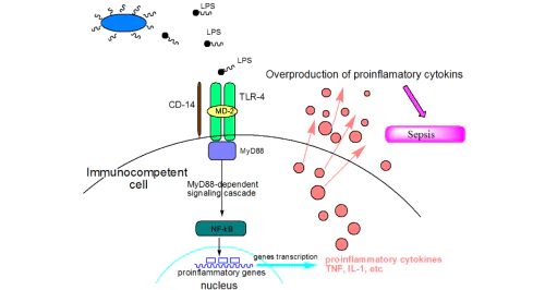 Laboratory of molecular foundations of antibacterial immunity