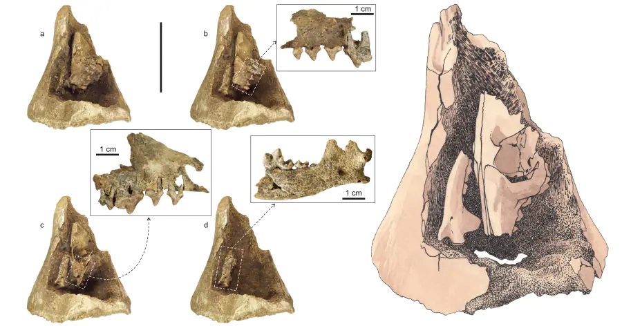 Археологи нашли уникальный палеолитический артефакт-«матрешку» из костей