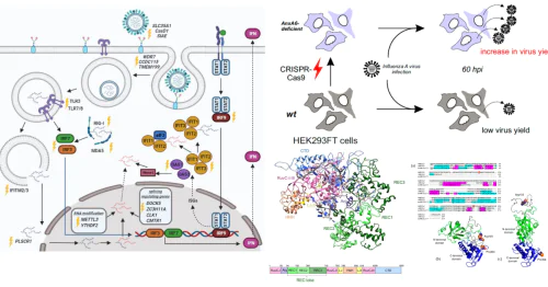 Лаборатория Геномного Редактирования