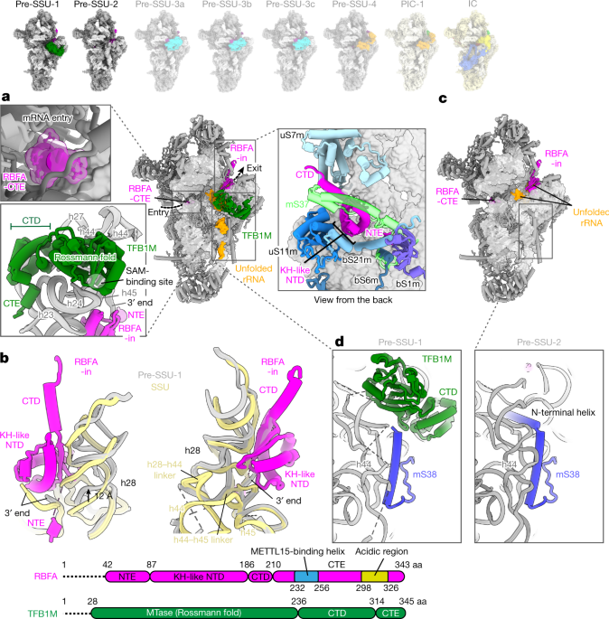 Mechanism of mitoribosomal small subunit biogenesis and preinitiation ...