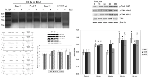 Molecular pharmacology laboratory
