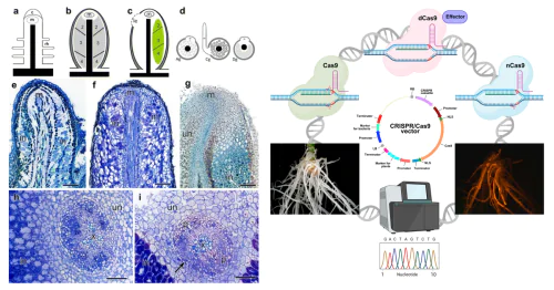 Laboratory of Cellular and Molecular mechanisms of plant Development