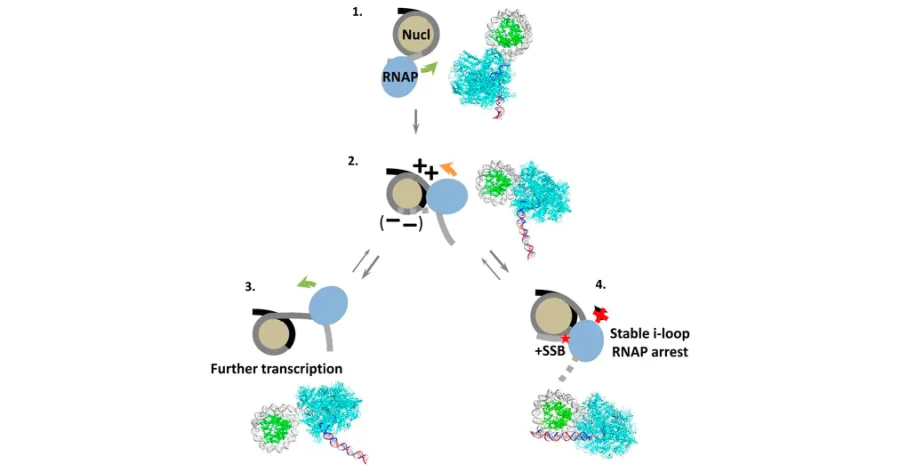 Петли на ДНК защитили клетки от мутаций