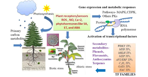 Agrobiotechnology to improve soil fertility and agricultural product quality