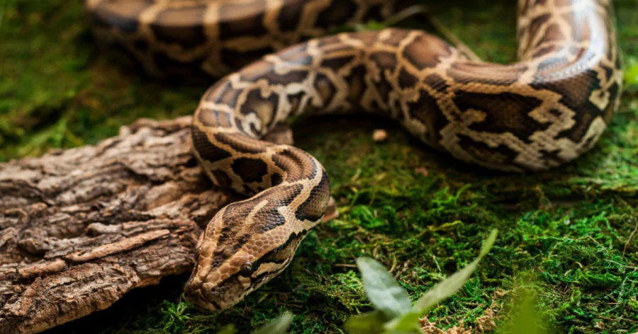 Физиологи МГУ выяснили, откуда начинается биение змеиных сердец