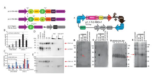 Laboratory of Mammalian Cell Bioengineering