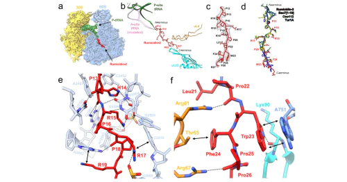 Basic Department of Molecular and Structural Biology