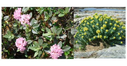 Recombinant Technology Center