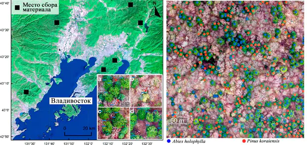 Machine identification of tree species based on ultra-high resolution remote sensing materials