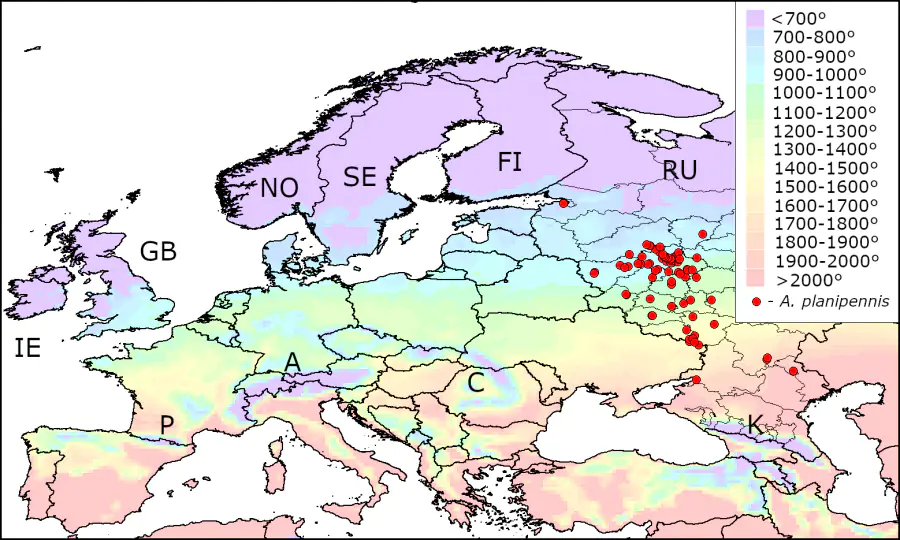 Ученые спрогнозировали дальнейшее распространение опасного вредителя ясеней в Европе и России