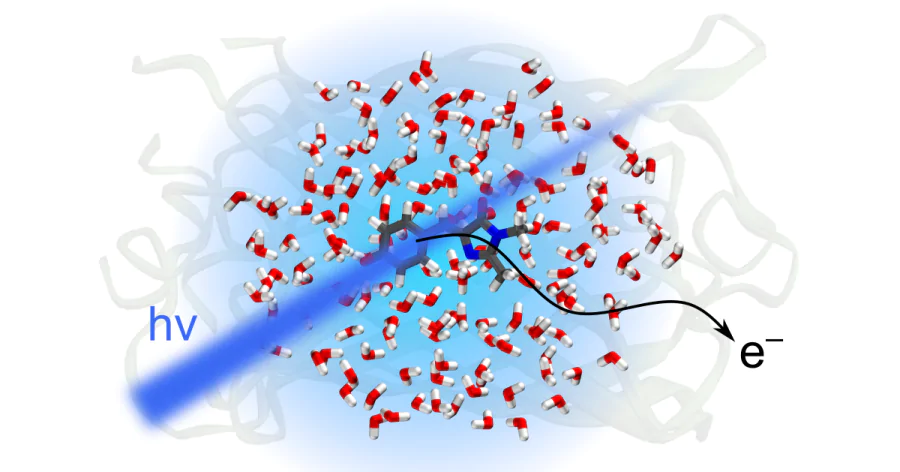 Химики МГУ выяснили механизм фотопереноса электрона флуоресцентного белка