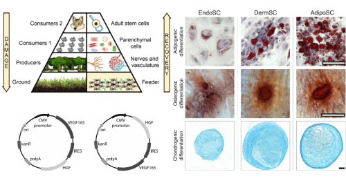 Laboratory of Gene Cell Therapy