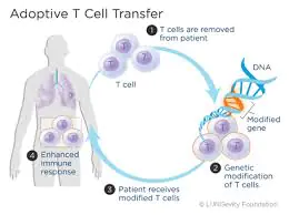 Treatment of colorectal cancer with adoptive T-cell transfer