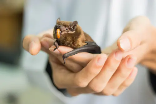 The Center for the Study of Bats