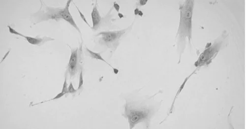 Научно-исследовательская лаборатория клеточных технологий