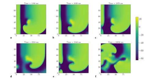 Mathematical modelling in cardiology Lab