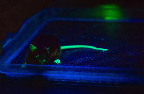 Группа моделирования протеинопатий Центр доклинических испытаний