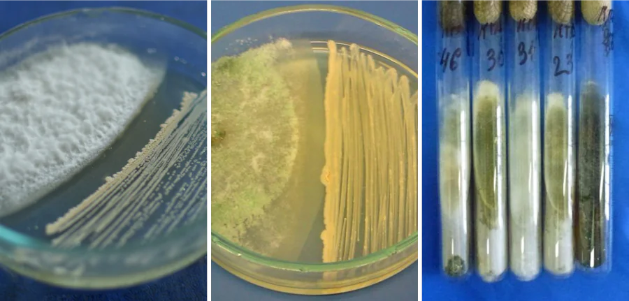 Study and maintenance of a collection of valuable agricultural microorganisms