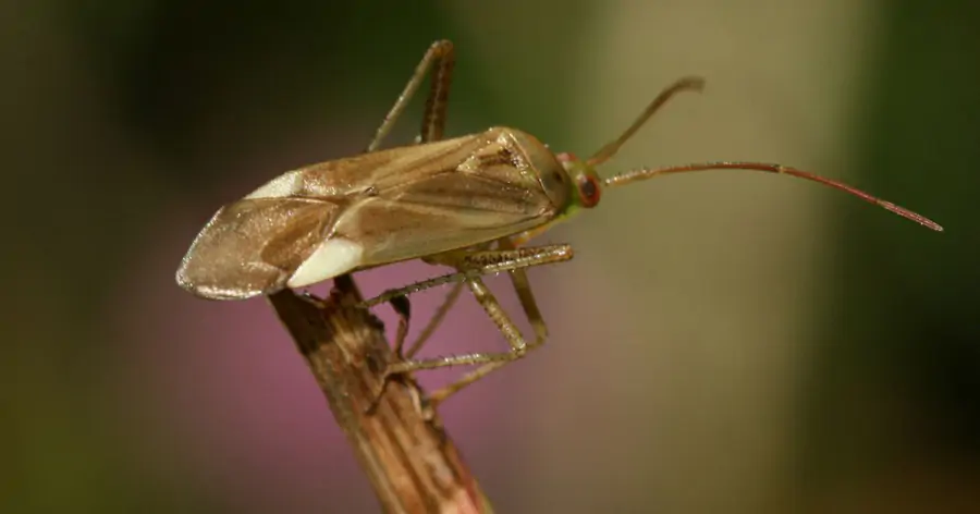 Нейросети помогут специалистам различать очень близкие виды насекомых