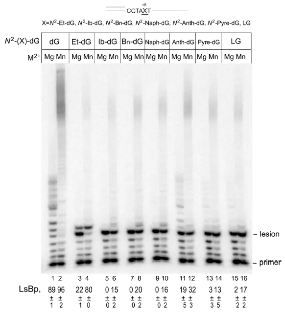 Analysis of DNA polymerase activity in vitro