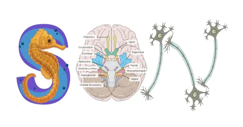 Laboratory of the systemic organization of neurons named after O.S. Vinogradova