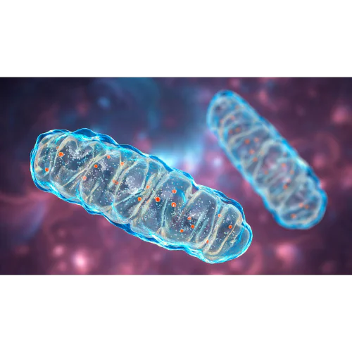 Mitochondria and Immunity