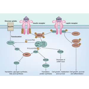 Brain signaling systems in the Type 2 diabetes and metabolic syndrome ...
