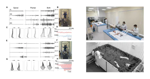Laboratory of Gravitational Physiology of the Sensorimotor System