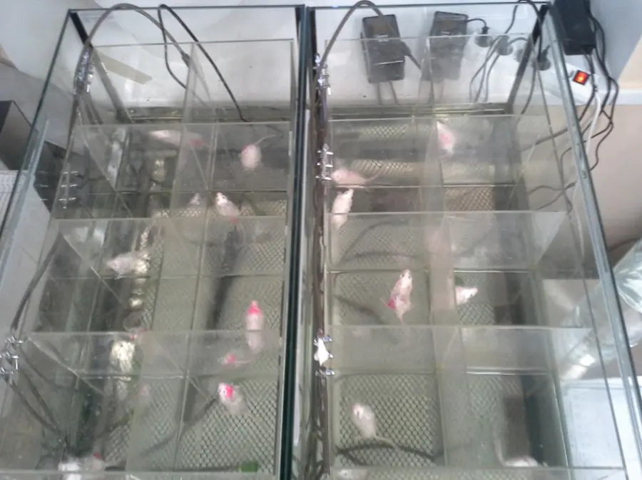 Плавательная установка для мышей