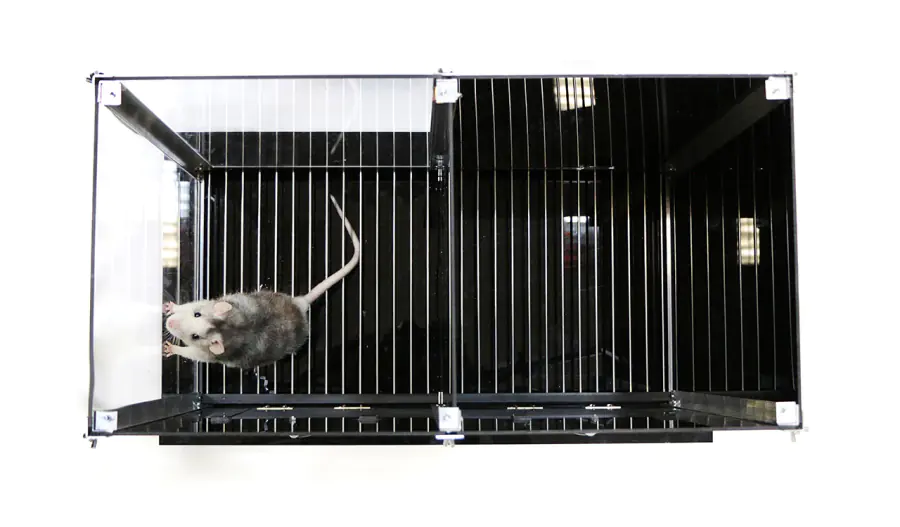 Установка "Условная реакция пассивного избегания"