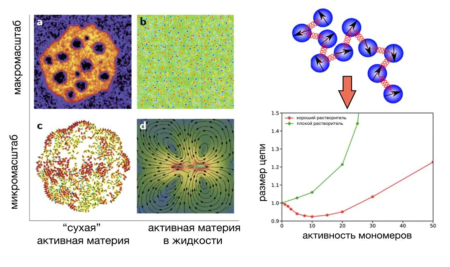 Visualization of microgels