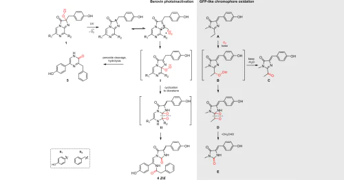 Laboratory of Rational Design of Chemotherapeutic Agents