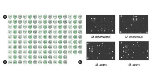 Laboratory of Molecular Diagnostics Technologies
