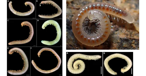 Laboratory of Invertebrate Taxonomy and Ecology