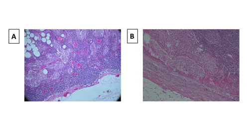 Laboratory for Radiobiology and Molecular Genetics, Vinca Institute of Nuclear Science