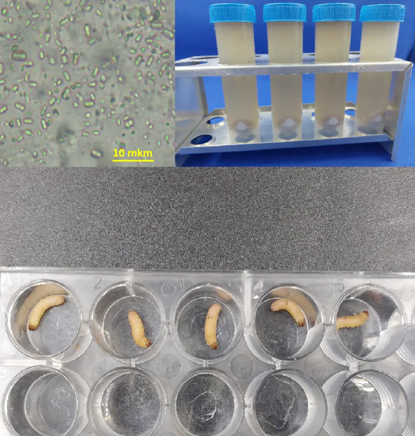 Search, isolation and study of the properties of entomopathogenic viruses