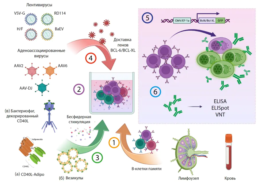 Reprogramming of memory B cells to create producers of human therapeutic monoclonal antibodies