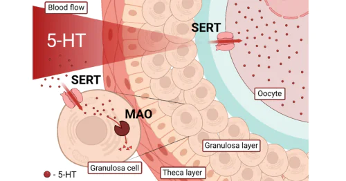 Embryophysiology Group