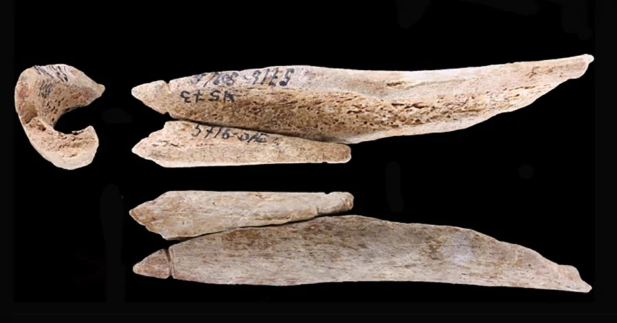 Карелы времен позднего мезолита изготавливали украшения из человеческих костей