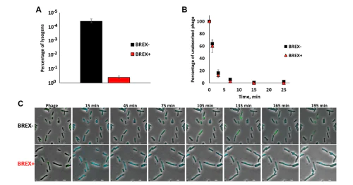 Лаборатория Анализа Метагеномов
