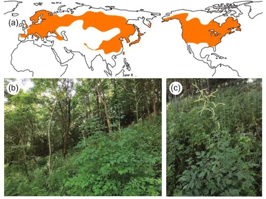Анализ распространения растения Воронец помог изучению широколиственных лесов