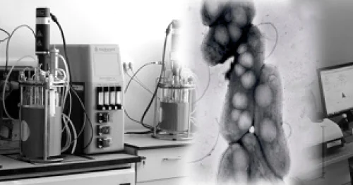 Лаборатория биотехнологии новых биоматериалов