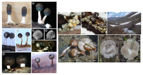 Laboratory of Fungal Taxonomy and Geography