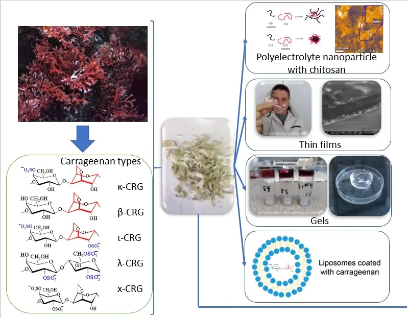 Comprehensive study of polysaccharides and pigments of red algae