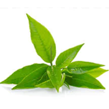 XII All-Russian Symposium with international participation "PHENOLIC COMPOUNDS: FUNDAMENTAL AND APPLIED ASPECTS"