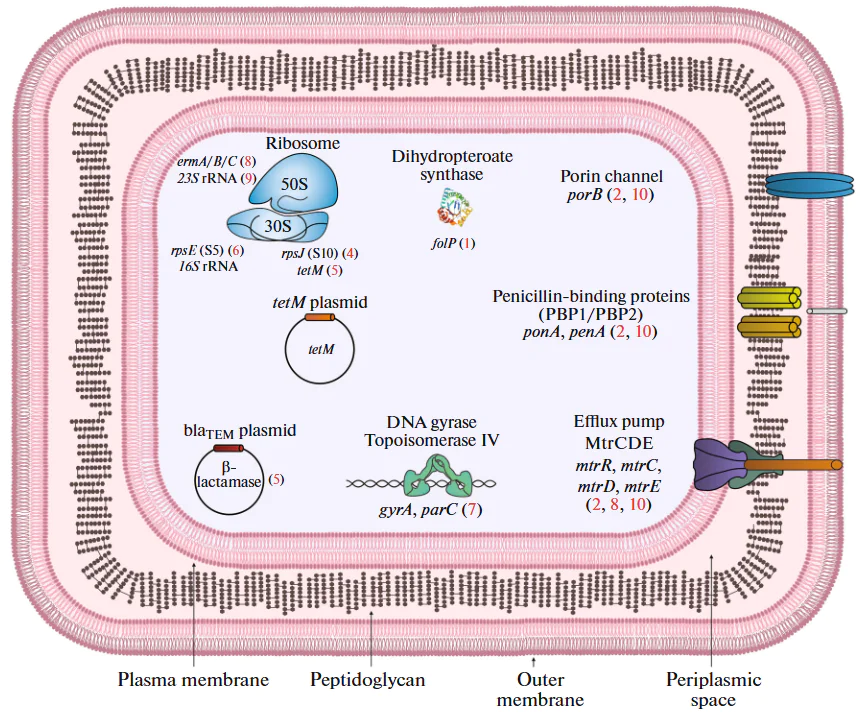The study of the molecular mechanisms of resistance and tolerance of microorganisms to antimicrobial drugs.