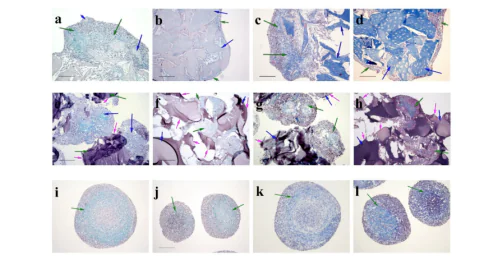 Department of Biomedical Technologies and Tissue Engineering