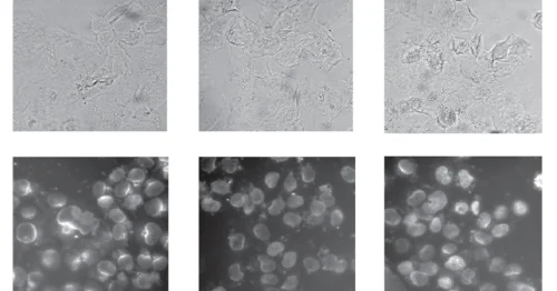Laboratory of Tumor Cell Genetics